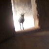 Animals5_Mathew Obagaye thumbnail